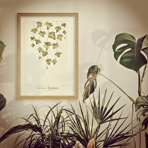 Illustration d’un lierre délicat tombant, parfaite pour apporter une touche de verdure et de sérénité à votre intérieur.