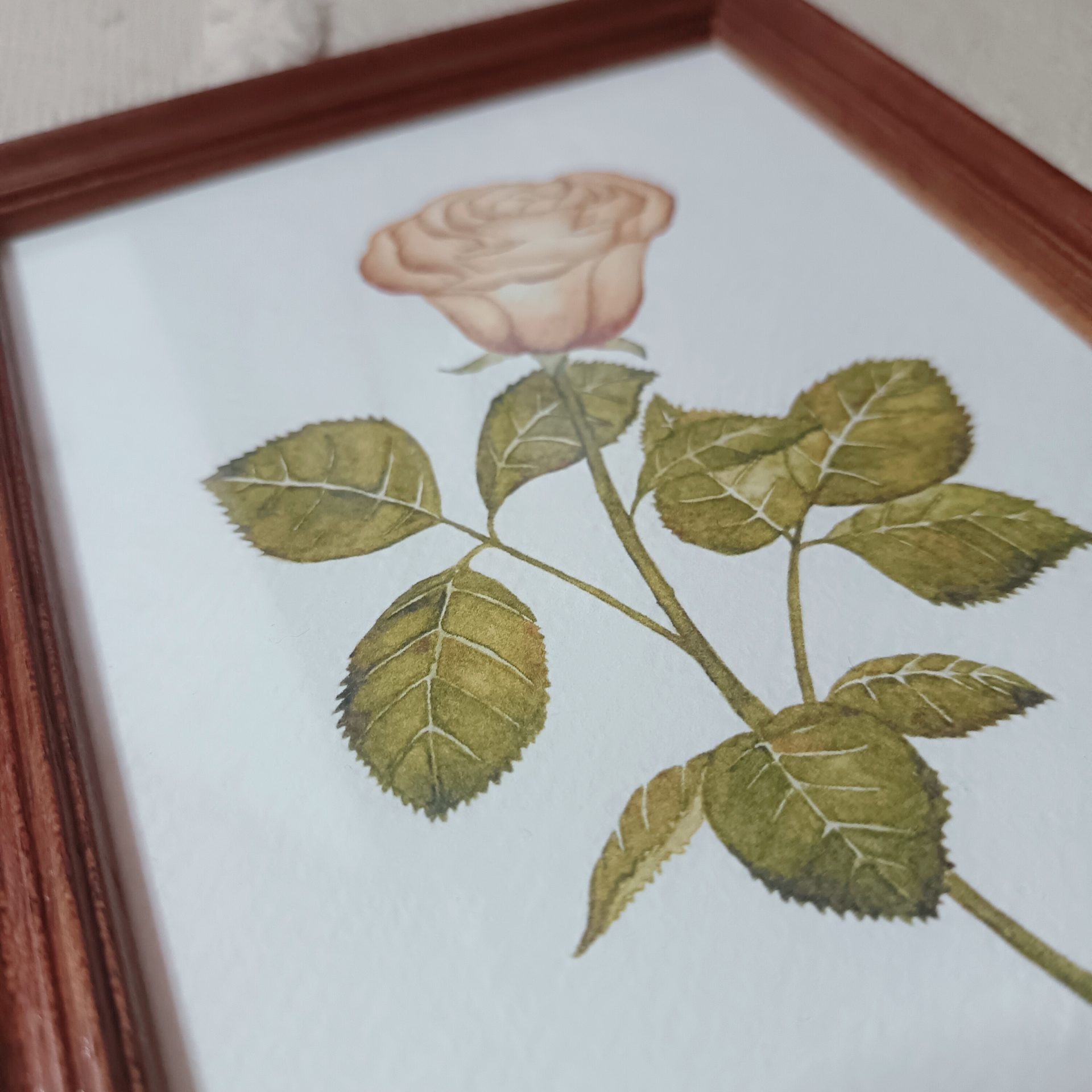 Rose – Image 3