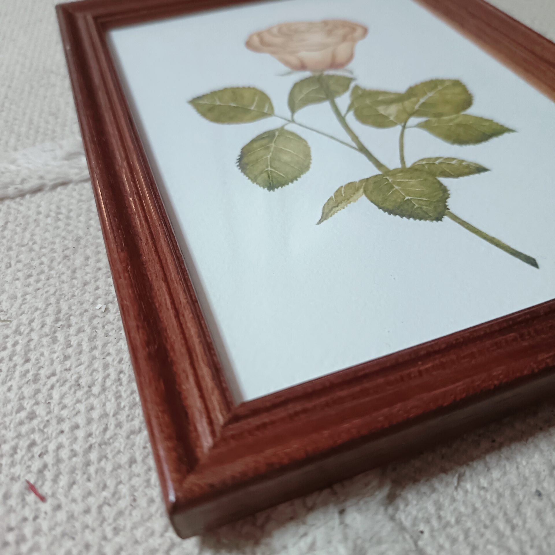 Rose – Image 2